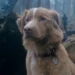 “Good Boy” Trailer: A Horror Flick Seen Solely Through a Dog’s Eyes