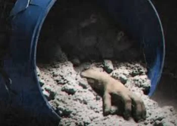 "Honeymoon Se Hatya" Review