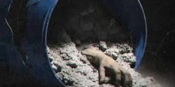 "Honeymoon Se Hatya" Review