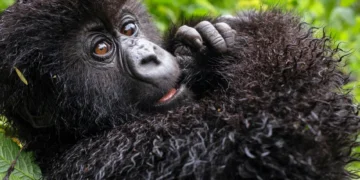 "Jack Ryan Ghost War" Trailer