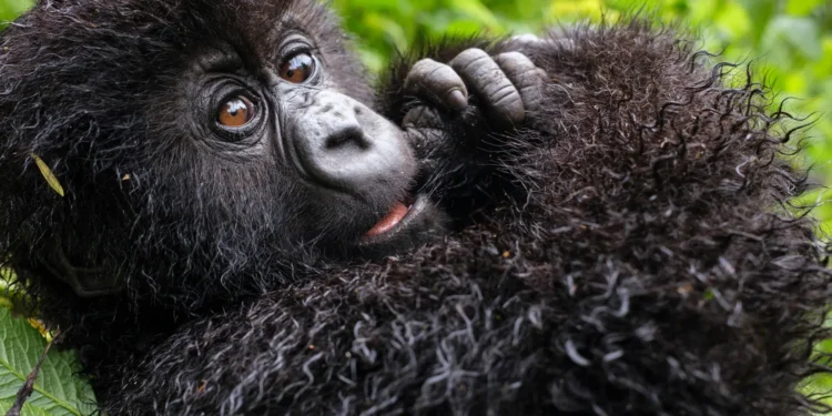 "Jack Ryan Ghost War" Trailer