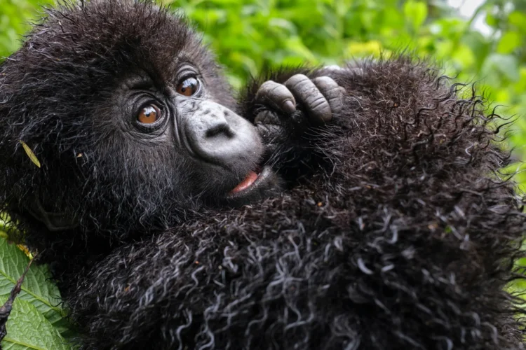 David Attenborough gorilla documentary review