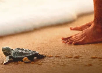 "Turtle Walker" The Inspiring Story of Satish Bhaskar
