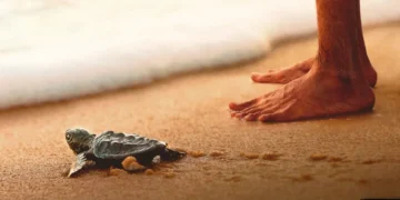 "Turtle Walker" The Inspiring Story of Satish Bhaskar