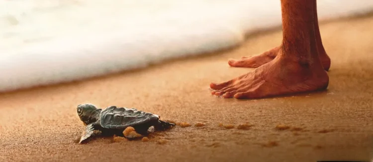 "Turtle Walker" The Inspiring Story of Satish Bhaskar
