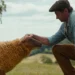 "The Sheep Detectives" Review