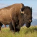 "The Americas" Season 2