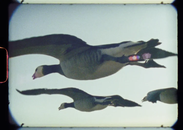 "Super Nature" documentary film