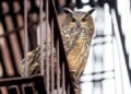 "Wild Inside" Documentary Review
