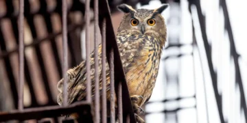 "Wild Inside" Documentary Review