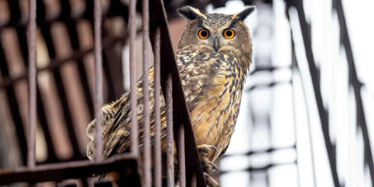 "Wild Inside" Documentary Review