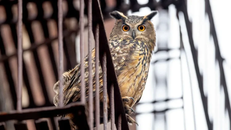 "Wild Inside" Documentary Review