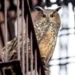 "Wild Inside" Documentary Review