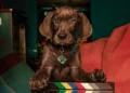 scoobywraps1