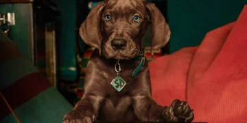 scoobywraps1