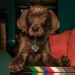 scoobywraps1